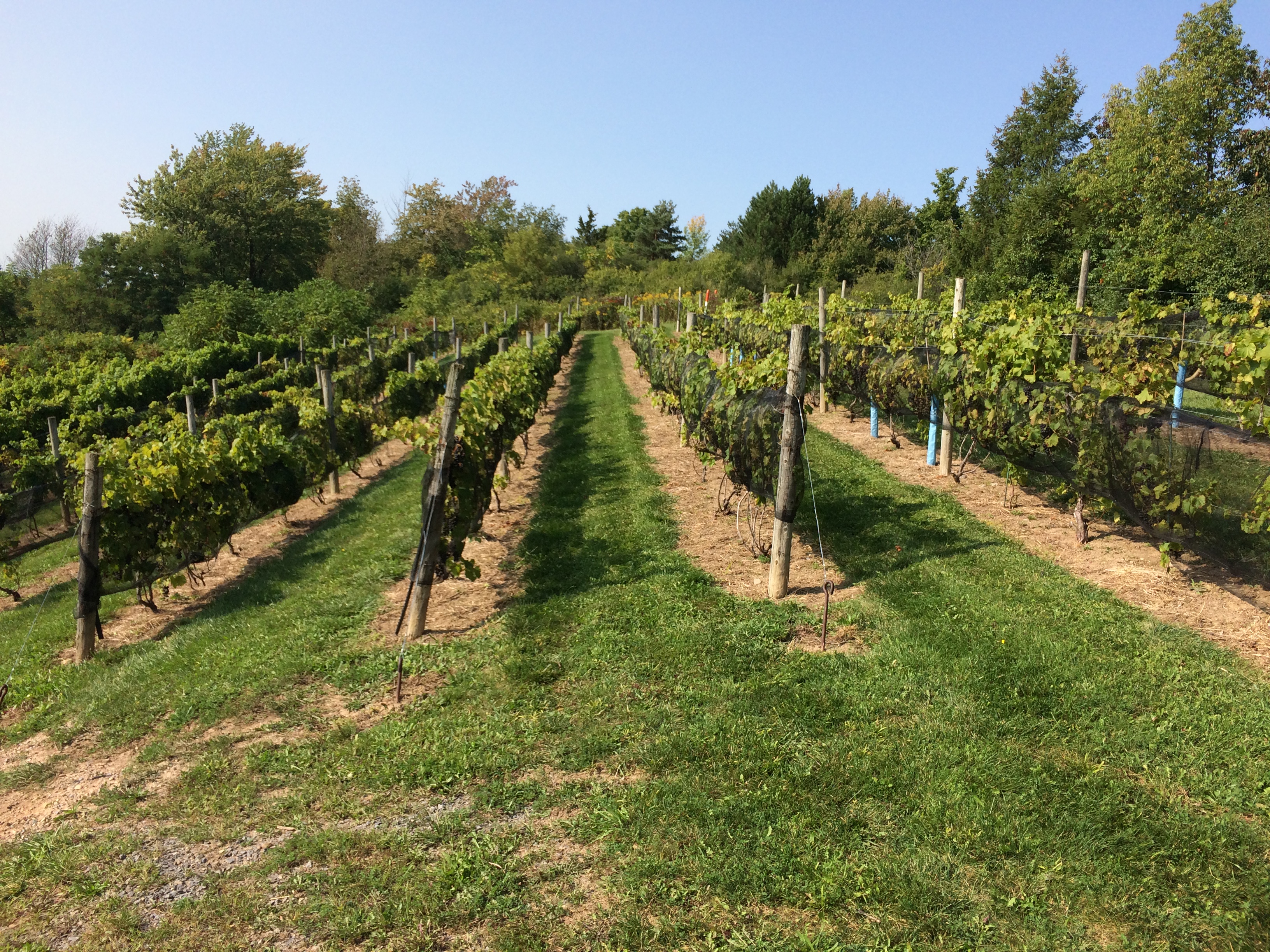 CJS Vineyards & Aurelius Winery